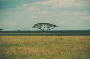 Volunteering in Tanzania: A Guide to Meaningful Impact with Moshi Kids